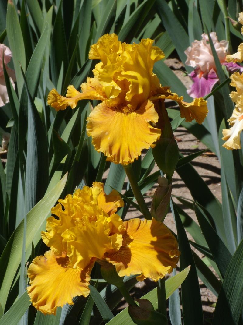 Photo of Tall Bearded Iris (Iris 'Blazing Beacon') uploaded by Betja