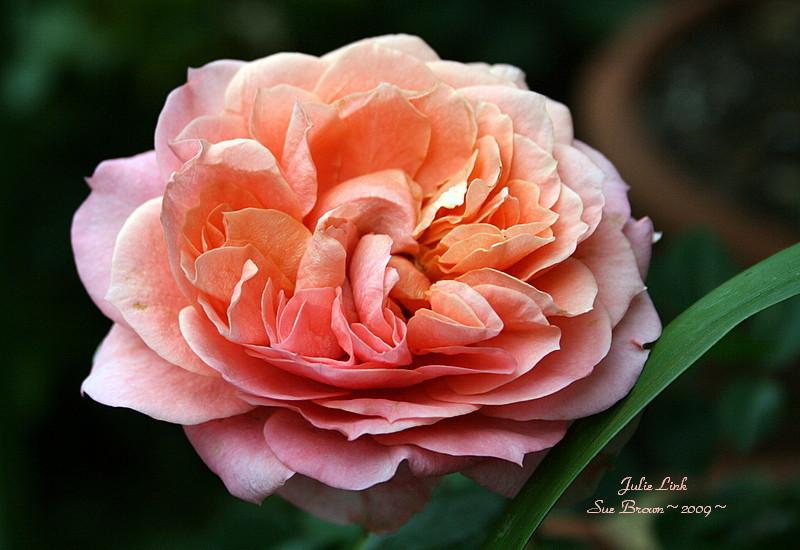 Photo of Rose (Rosa 'Julie Link') uploaded by Calif_Sue