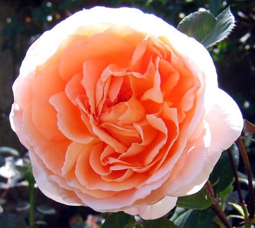 Photo of Rose (Rosa 'Tamora') uploaded by GardenGuyAZ