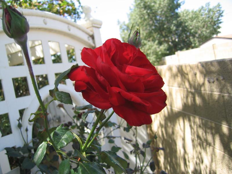 Photo of Large-Flowered Climbing Rose (Rosa 'Dublin Bay') uploaded by GardenGuyAZ