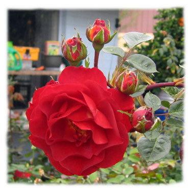 Photo of Rose (Rosa 'Brown Velvet') uploaded by GardenGuyAZ