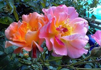 Photo of Rose (Rosa 'Westerland') uploaded by GardenGuyAZ
