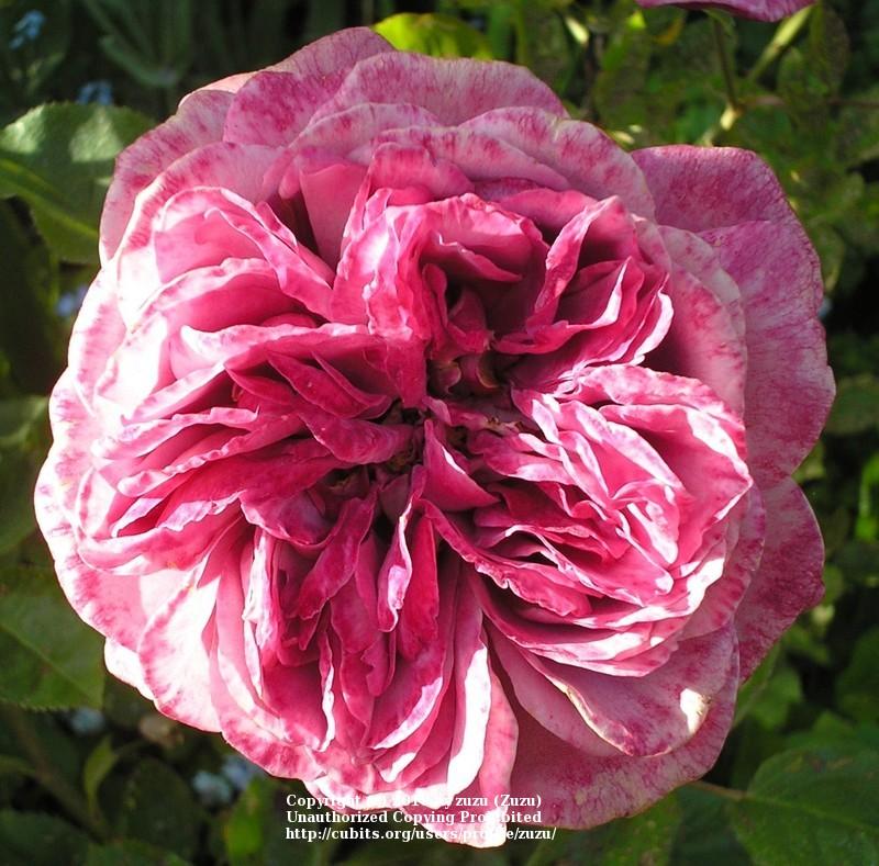 Photo of Rose (Rosa 'Lilac Dawn') uploaded by zuzu