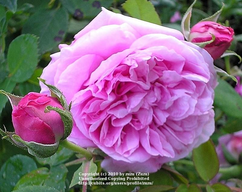 Photo of Rose (Rosa 'Louise Odier') uploaded by zuzu