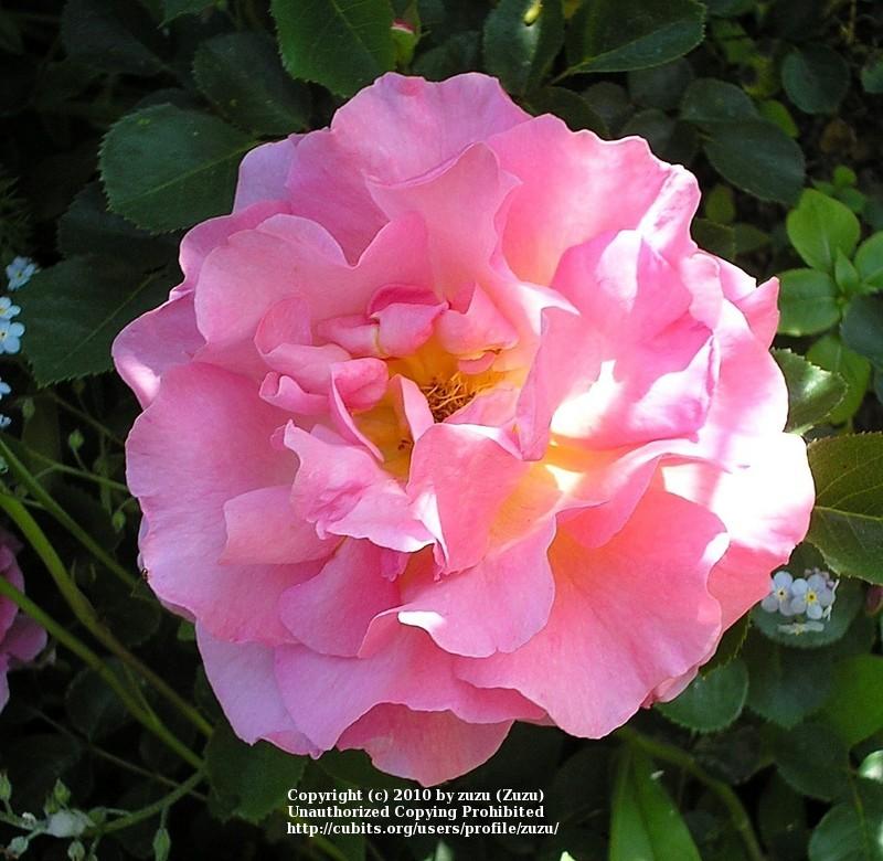 Photo of Rose (Rosa 'Lilian Austin') uploaded by zuzu