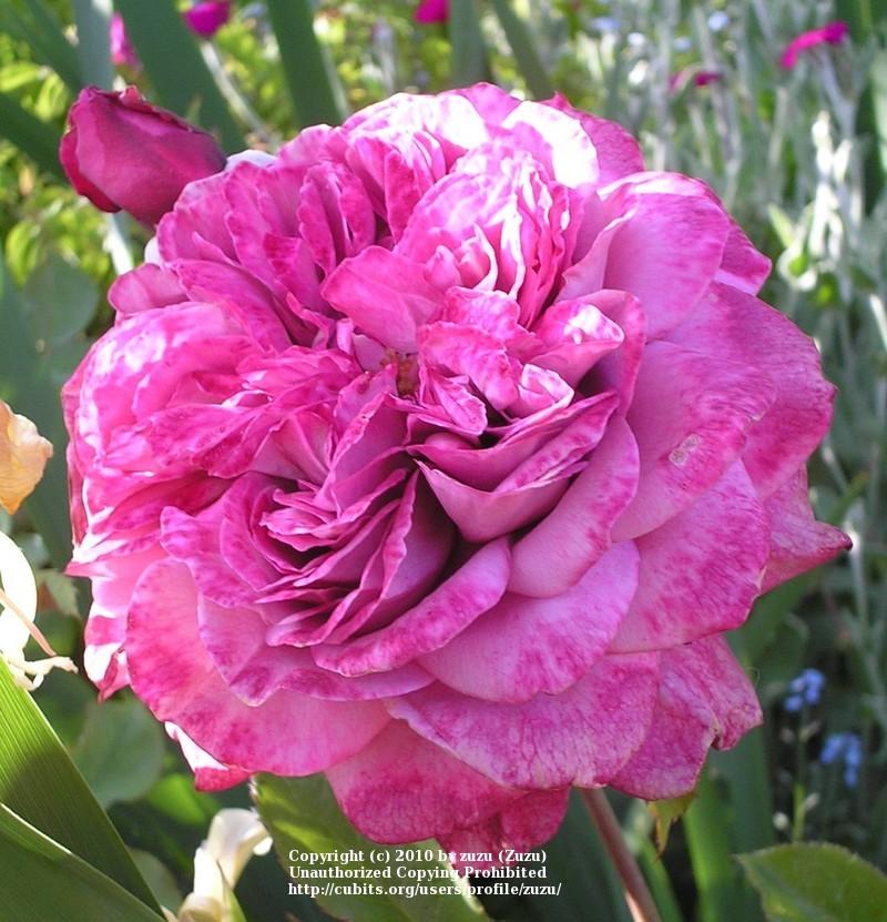 Photo of Rose (Rosa 'Lilac Dawn') uploaded by zuzu