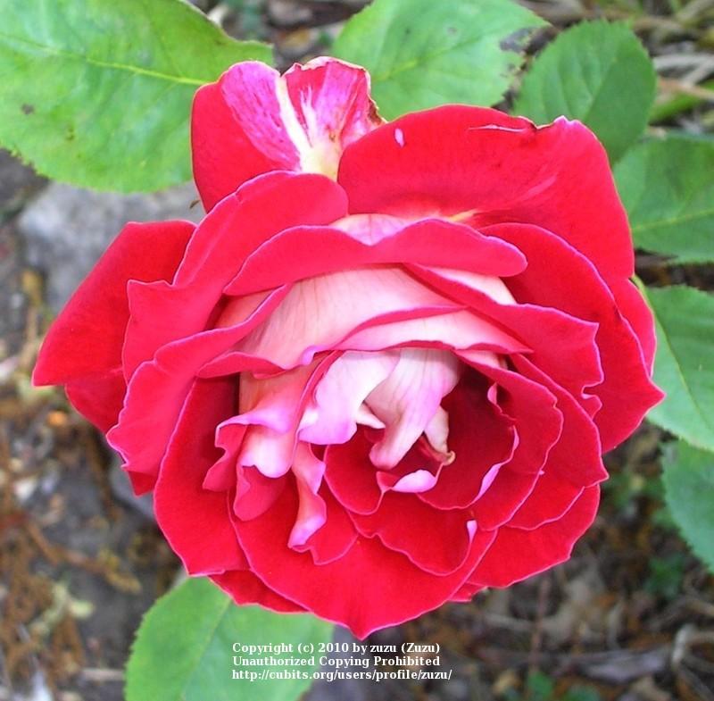 Photo of Rose (Rosa 'Love') uploaded by zuzu