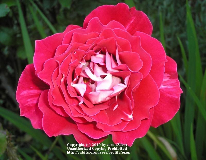 Photo of Rose (Rosa 'Snowfire') uploaded by zuzu