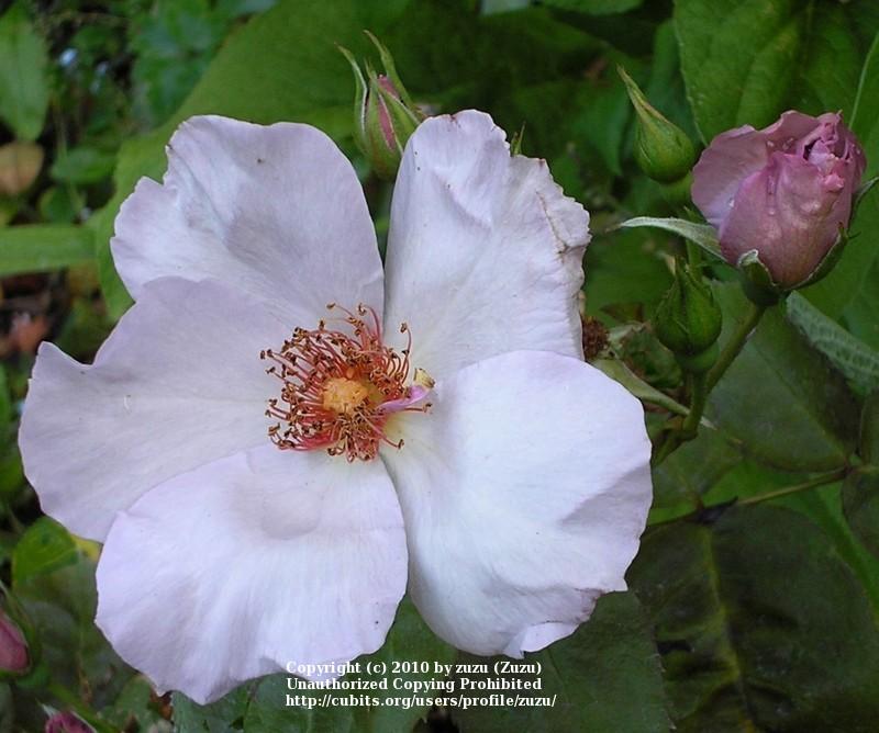 Photo of Rose (Rosa 'Lilac Charm') uploaded by zuzu
