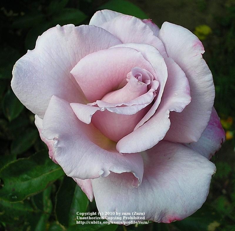 Photo of Rose (Rosa 'Macho Man') uploaded by zuzu