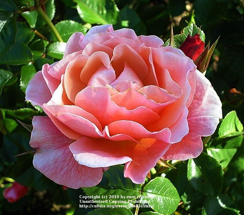 Photo of Rose (Rosa 'Marie Curie') uploaded by zuzu