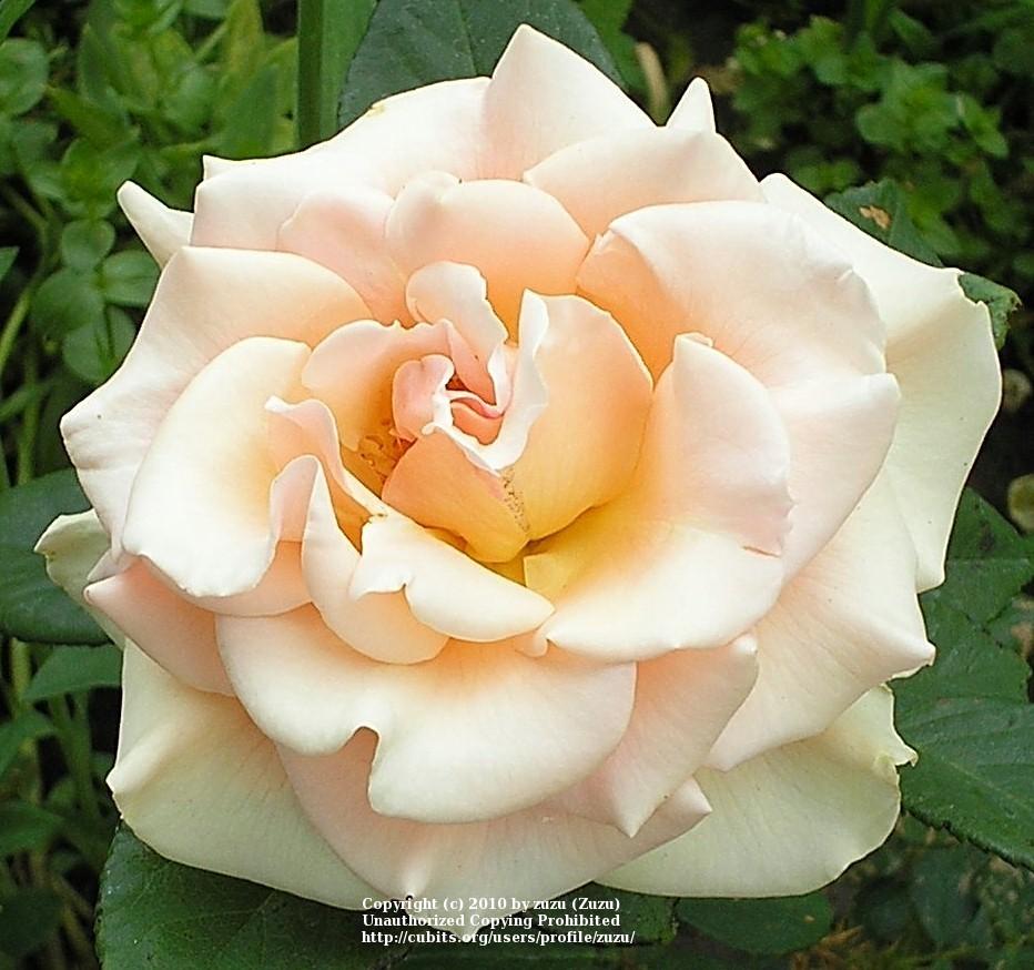 Photo of Rose (Rosa 'Marilyn Monroe') uploaded by zuzu