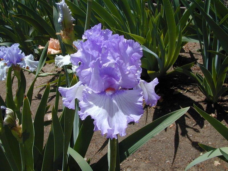 Photo of Tall Bearded Iris (Iris 'Sweet Geisha') uploaded by Betja
