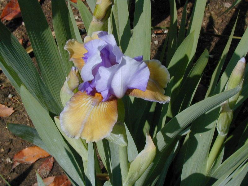 Photo of Intermediate Bearded Iris (Iris 'Bold Statement') uploaded by Betja