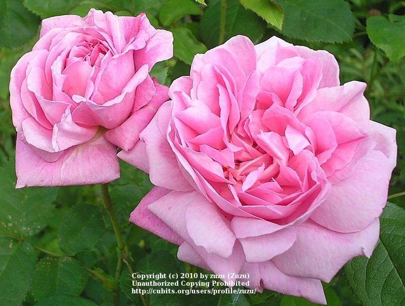 Photo of Rose (Rosa 'Mary Rose') uploaded by zuzu