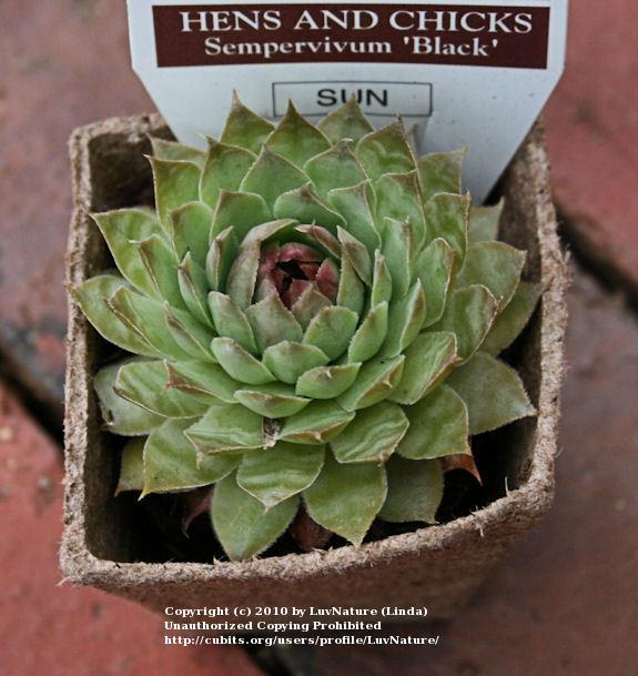 Photo of Hen and Chicks (Sempervivum 'Black') uploaded by LuvNature