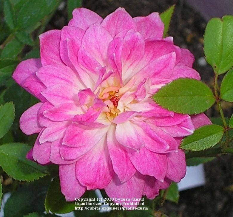 Photo of Rose (Rosa 'Pink Poodle') uploaded by zuzu