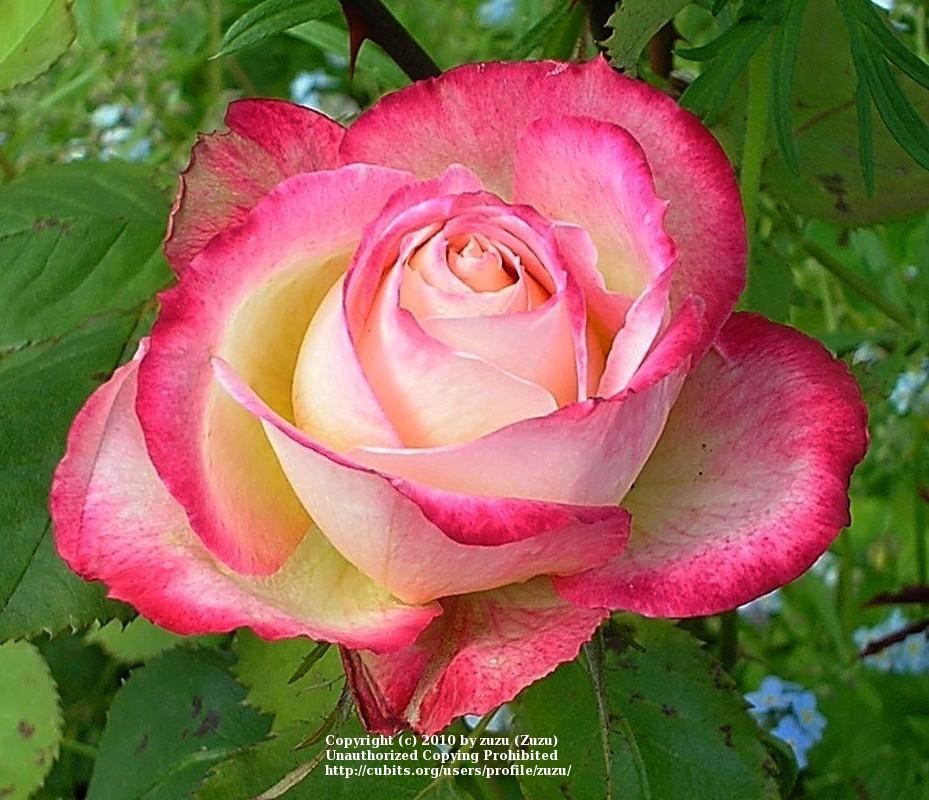 Photo of Rose (Rosa 'Milan') uploaded by zuzu