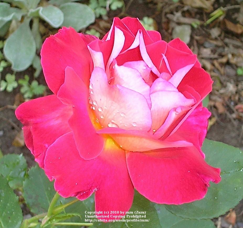 Photo of Rose (Rosa 'Luscious') uploaded by zuzu