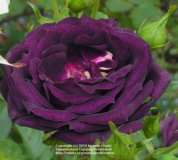 Photo of Rose (Rosa 'Midnight Blue') uploaded by zuzu