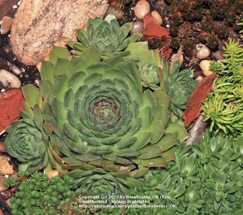 Photo of Hen and Chicks (Sempervivum 'Hopewell') uploaded by floraSeeker_OR