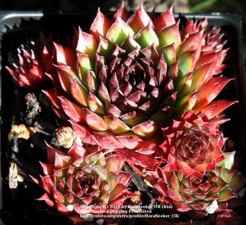 Photo of Hen and Chicks (Sempervivum 'Dynamo') uploaded by floraSeeker_OR