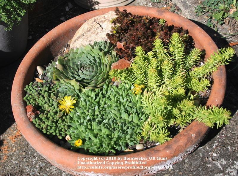 Photo of Hen and Chicks (Sempervivum 'Hopewell') uploaded by floraSeeker_OR