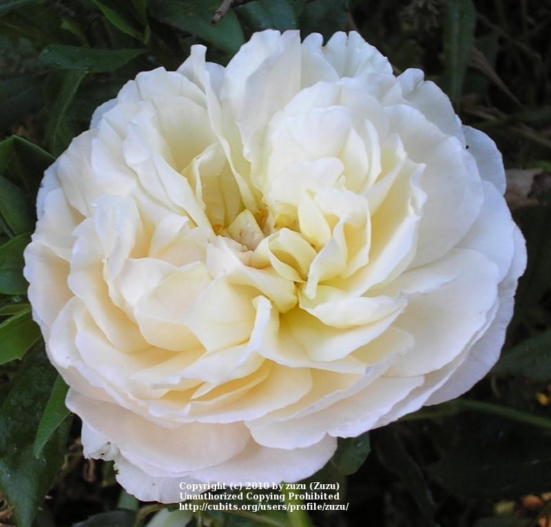 Photo of Rose (Rosa 'Madame Paule Massad') uploaded by zuzu