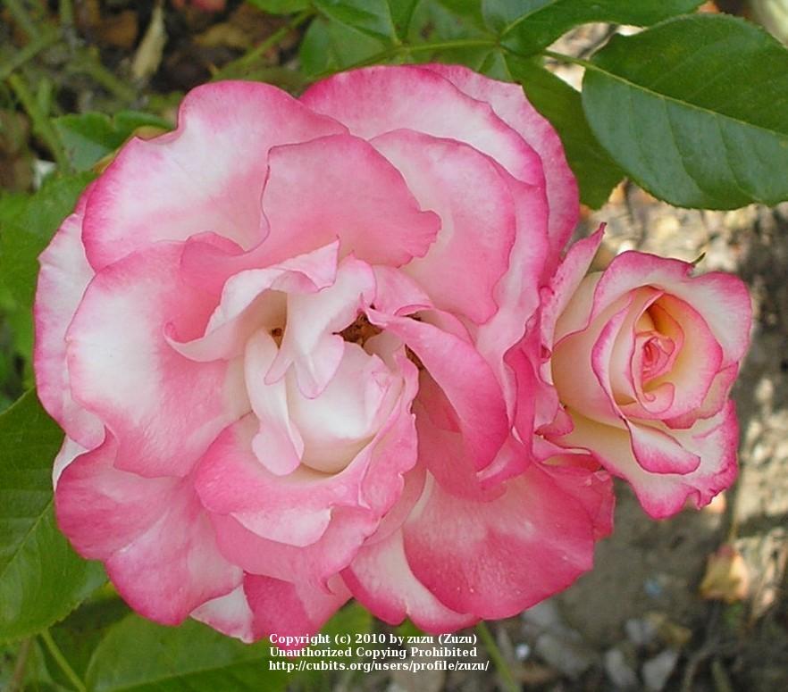 Photo of Rose (Rosa 'Minuette') uploaded by zuzu