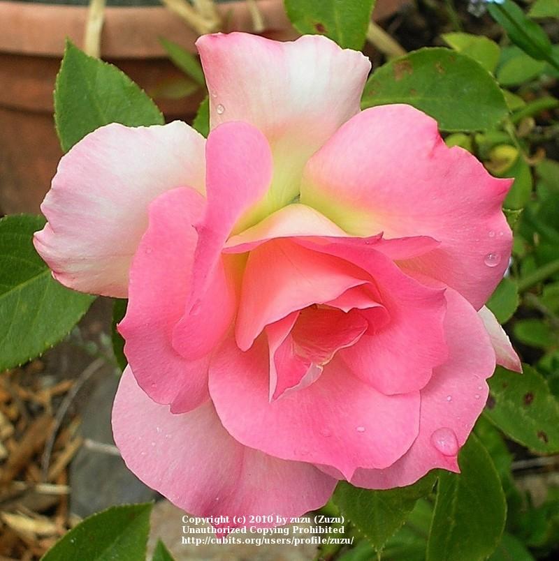 Photo of Rose (Rosa 'Misty Veil') uploaded by zuzu