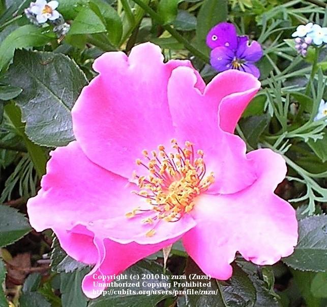 Photo of Rose (Rosa 'Miss Ada') uploaded by zuzu