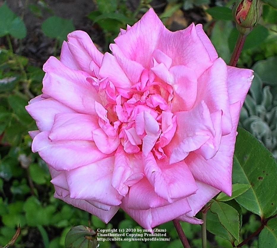 Photo of Rose (Rosa 'Madame Lombard') uploaded by zuzu