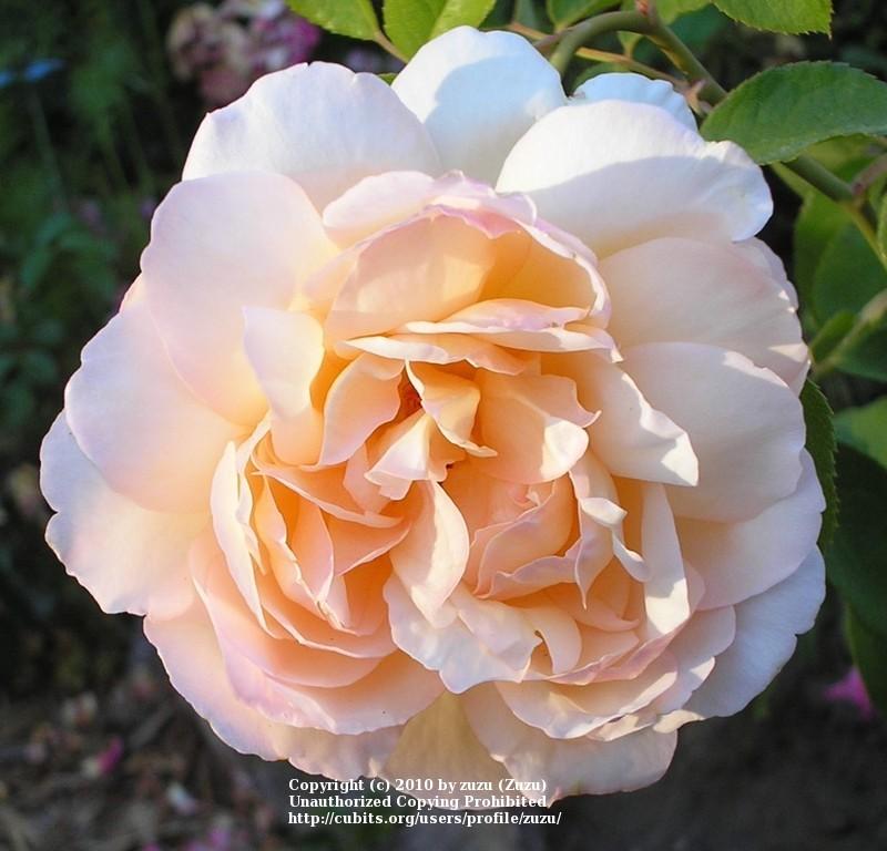 Photo of Rose (Rosa 'Madame Paule Massad') uploaded by zuzu