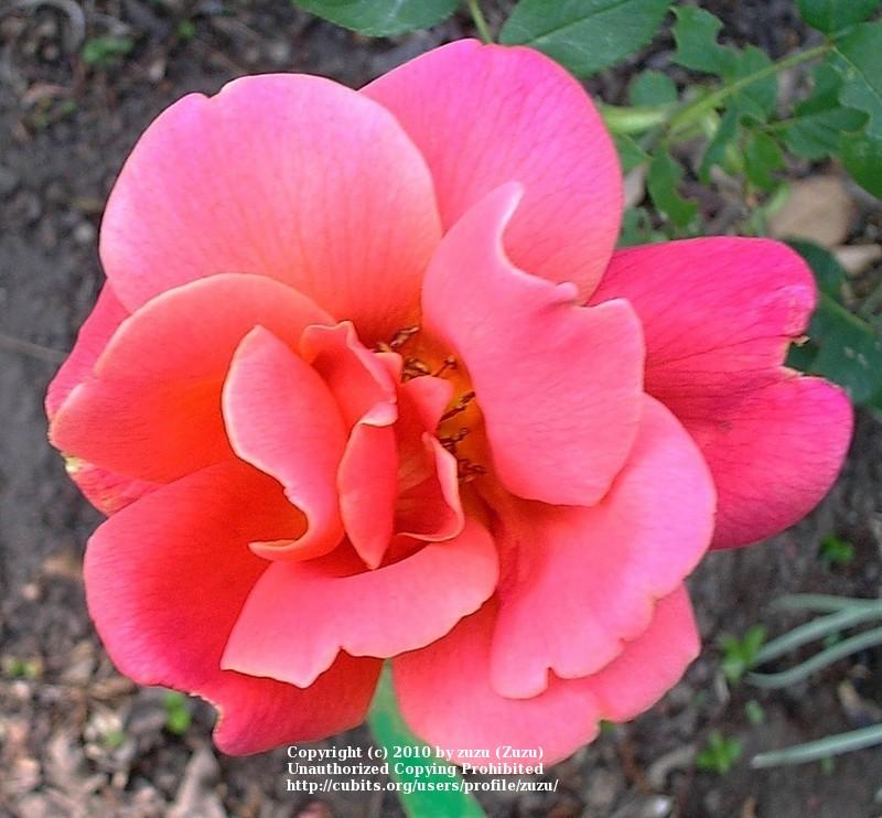 Photo of Rose (Rosa 'Mojave') uploaded by zuzu