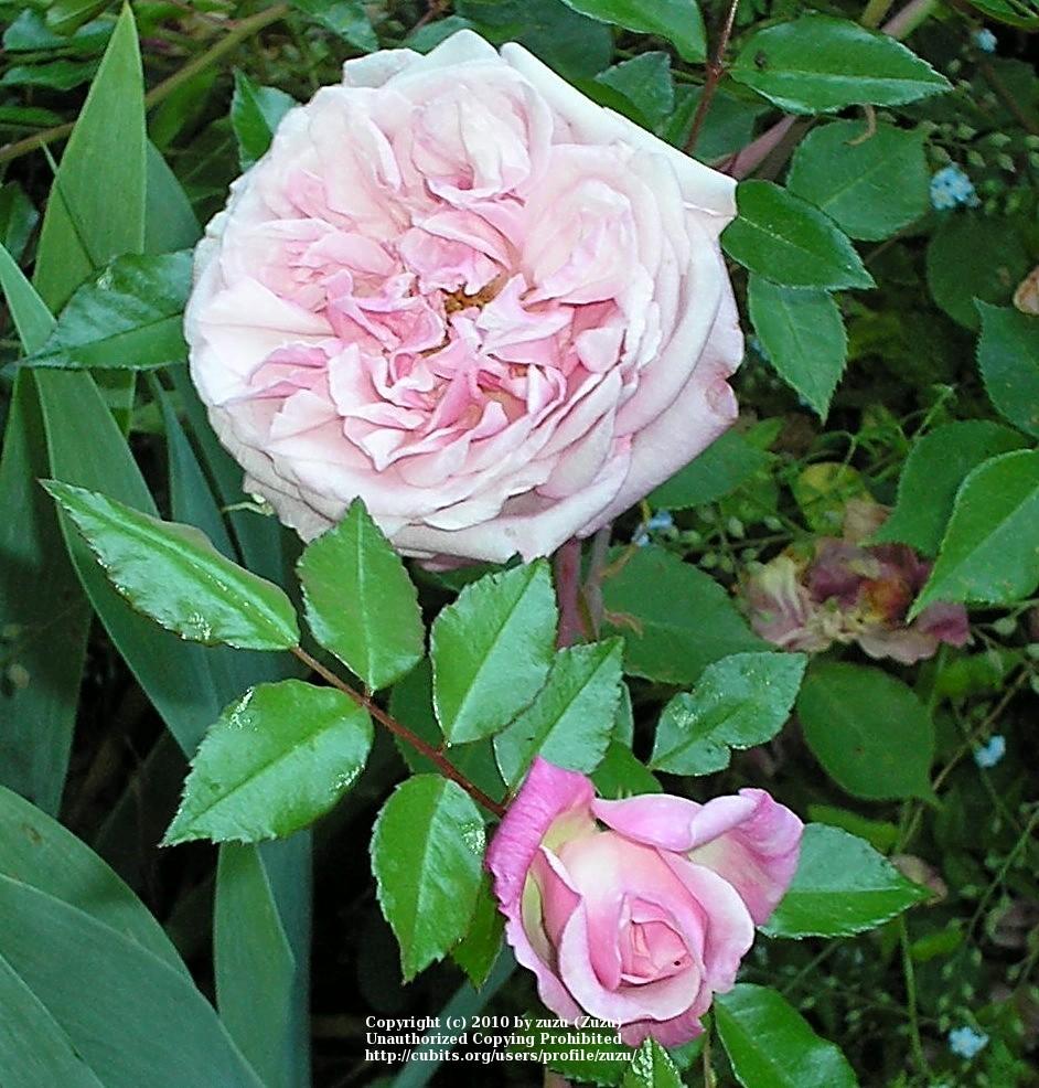 Photo of Rose (Rosa 'Felicite Parmentier') uploaded by zuzu