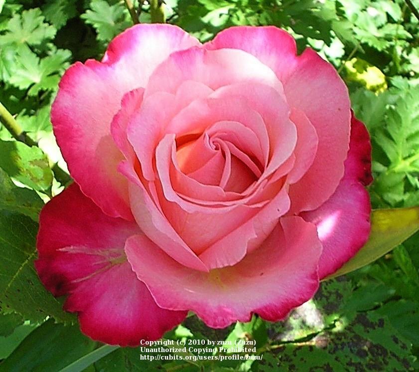 Photo of Rose (Rosa 'Mon Cheri') uploaded by zuzu