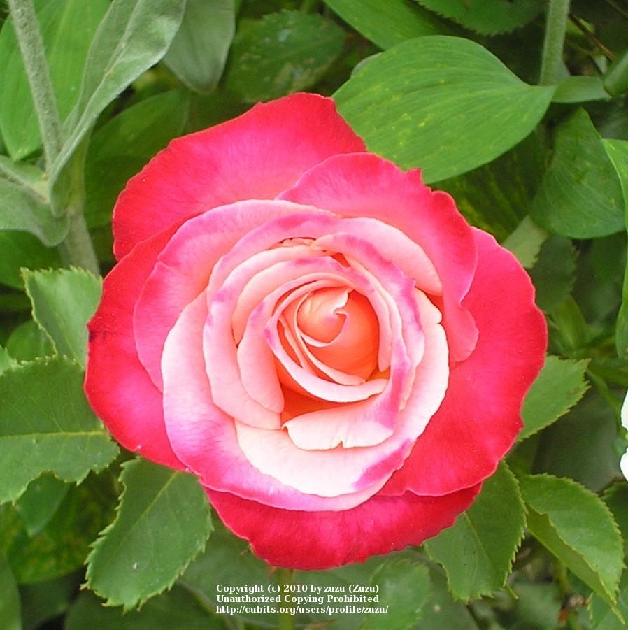 Photo of Rose (Rosa 'Mon Cheri') uploaded by zuzu
