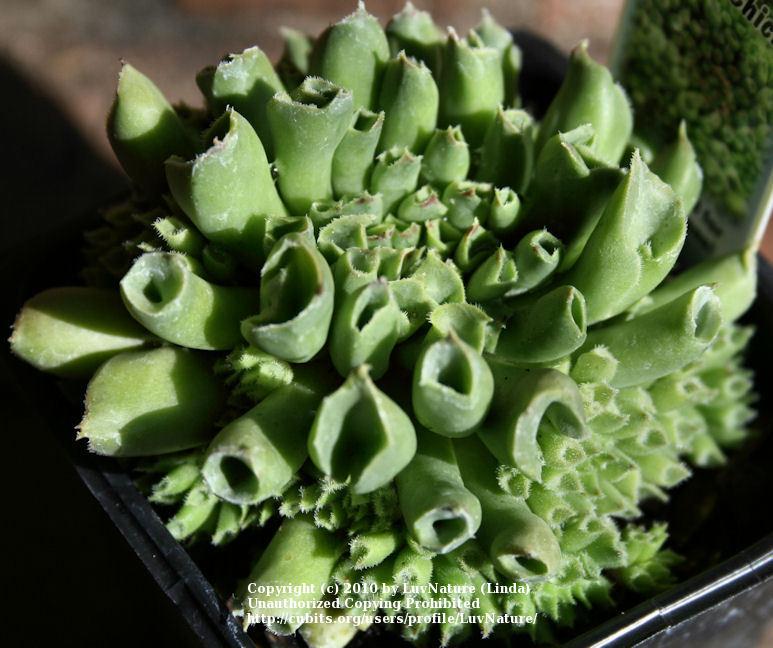Photo of Hen and Chicks (Sempervivum 'Oddity') uploaded by LuvNature
