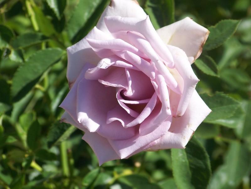 Photo of Rose (Rosa 'Lagerfeld') uploaded by Skiekitty