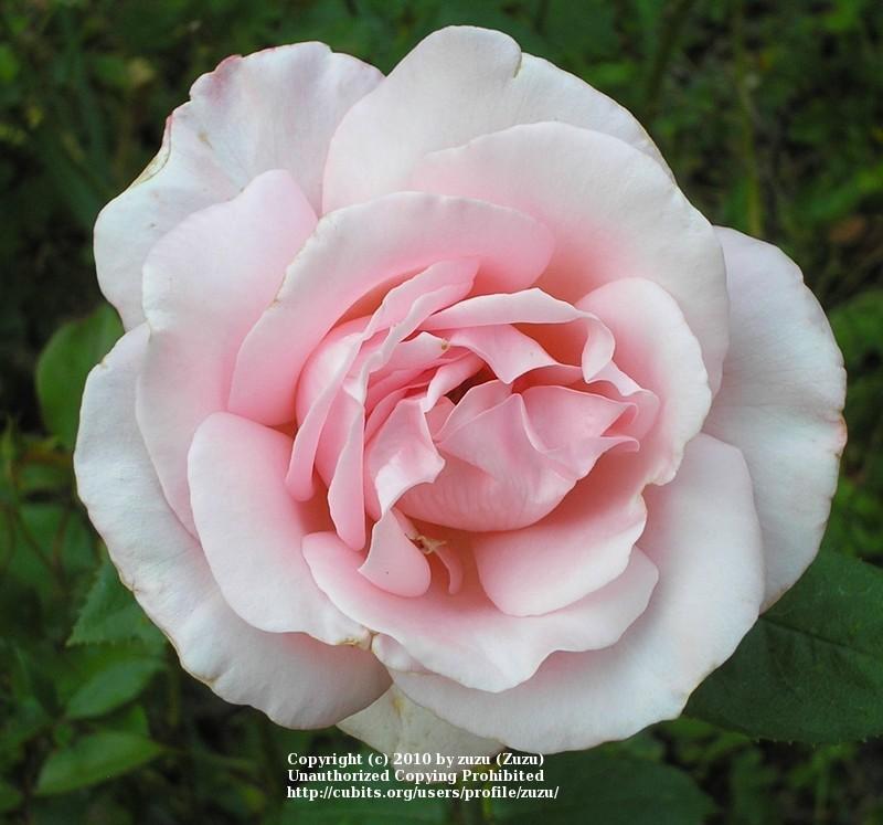 Photo of Rose (Rosa 'New Zealand') uploaded by zuzu