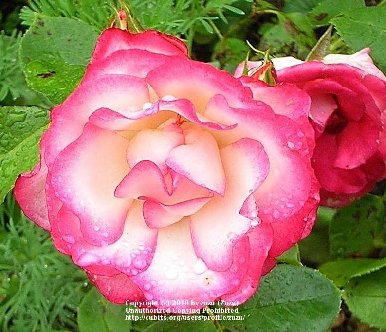Photo of Rose (Rosa 'Nicole') uploaded by zuzu