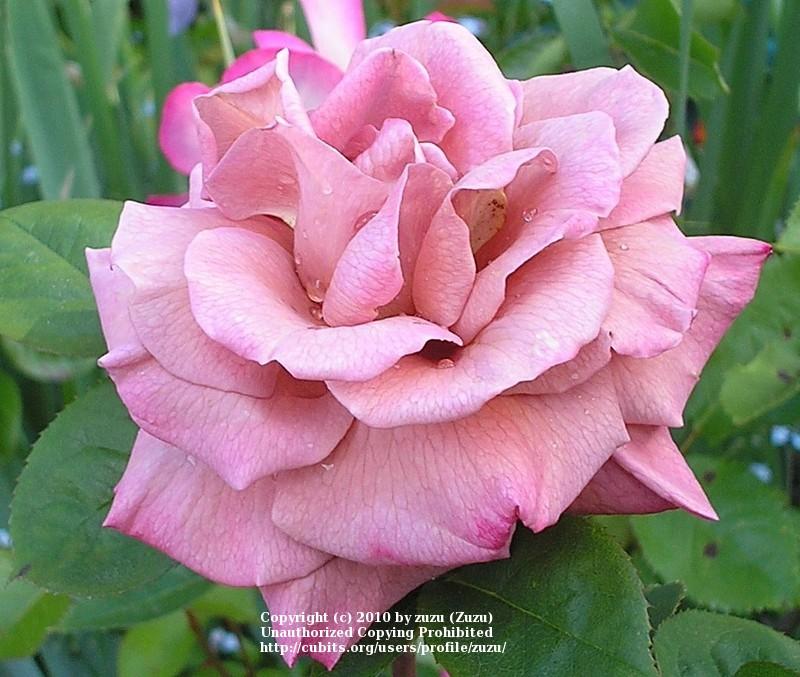 Photo of Rose (Rosa 'Nimbus') uploaded by zuzu