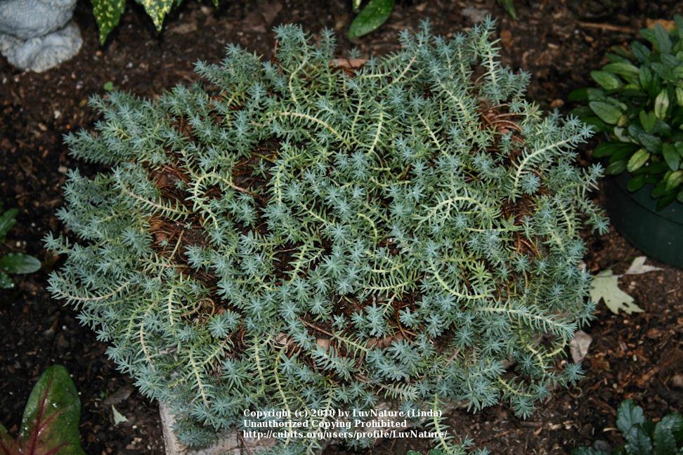 Photo of Jenny's Stonecrop (Petrosedum rupestre subsp. rupestre 'Blue Spruce') uploaded by LuvNature