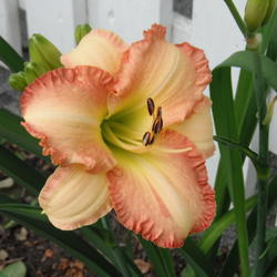 
Love this daylily, stands out!