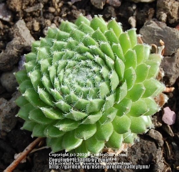 Photo of Hen and Chicks (Sempervivum 'Ford's Spring') uploaded by valleylynn