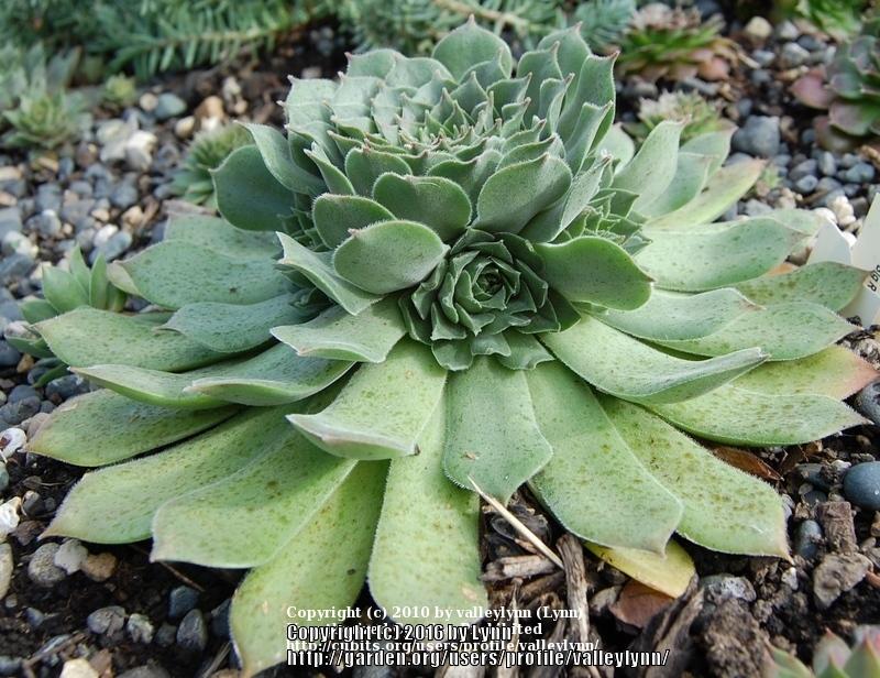Photo of Hen and Chicks (Sempervivum 'Purdy's Big Red') uploaded by valleylynn