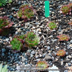 Location: Pacific Northwest zone 8
Date: Jul 21, 2010
Drought conditions.