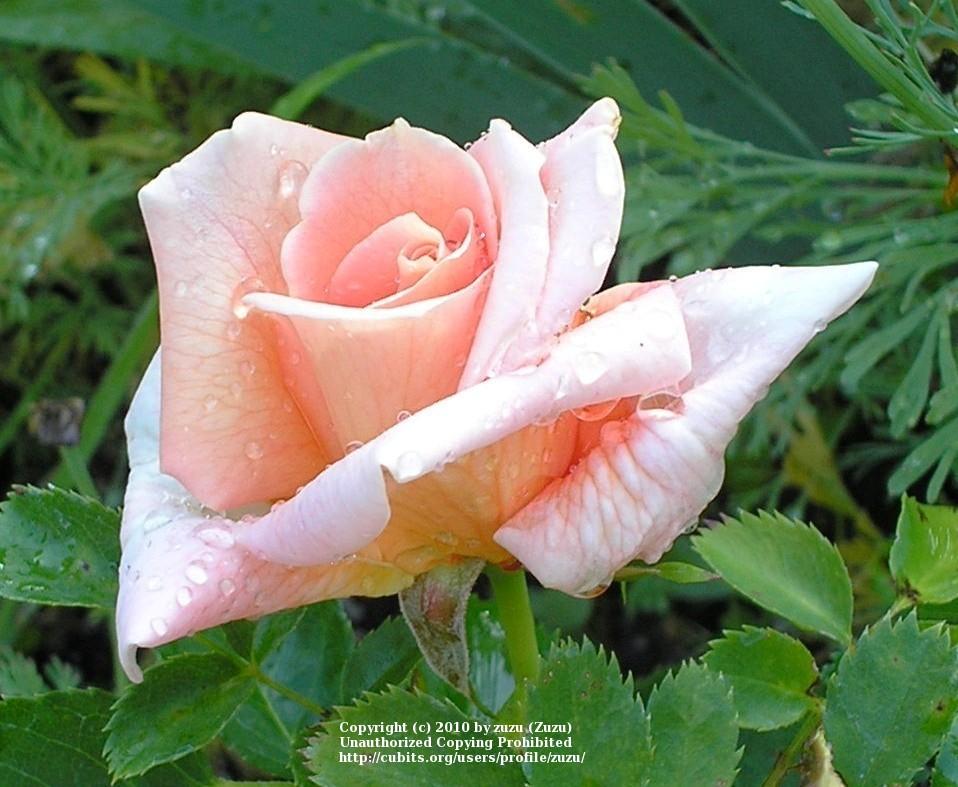 Photo of Rose (Rosa 'Orange Ruffels') uploaded by zuzu