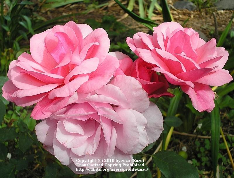 Photo of Rose (Rosa 'Malaguena') uploaded by zuzu