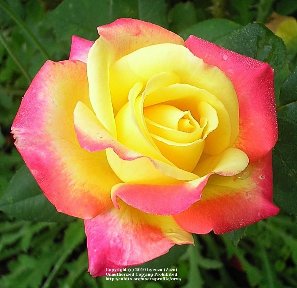 Photo of Rose (Rosa 'Flaming Beauty') uploaded by zuzu